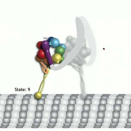 Mechanism and Regulation of Cytoplasmic Dynein: Supplemental Video 1