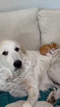 Runt Of The Litter Kitten Finds His Confidence Thanks To One Giant Friend | The Dodo