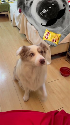 🗣️ What is one plus one？🐶two！