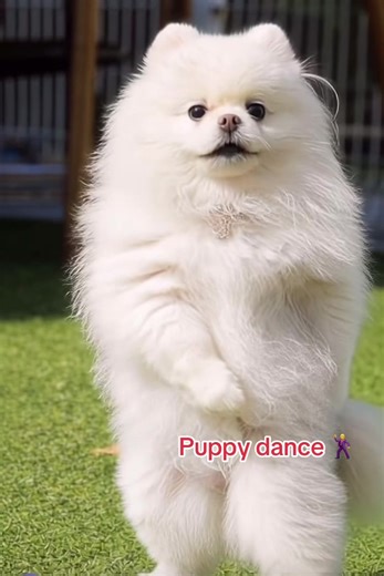 Puppy dance #uk #puppy #dog #dance