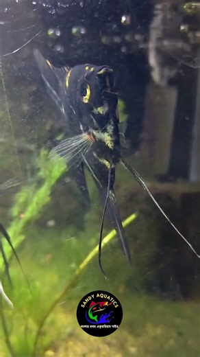 Are Angelfish the TRUE Kings of the Aquarium World?