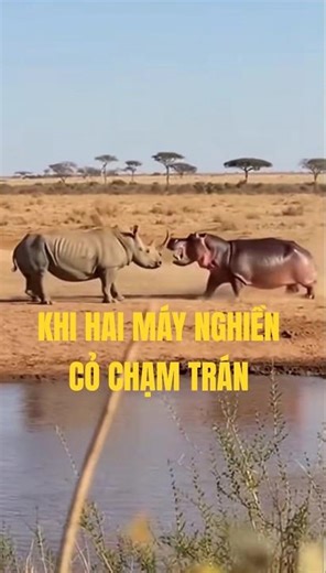 TÊ GIÁC ĐÒI HÔN HÀ MÃ🦏🦏🦏#shortvideo#thegioidongvat#thiennhienhoangda#khampha#haihuoc#vairal#trending