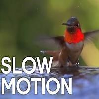 Slow Motion Hummingbirds