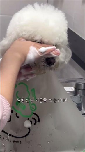 눈물냄새 눈곱 정복하는 강아지 관리법