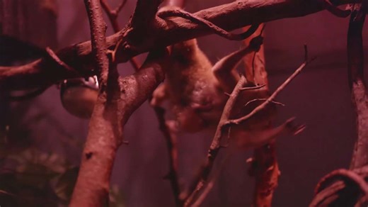 Endangered pygmy slow loris born at the Bronx Zoo