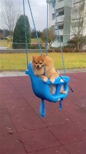 Mit meinem Hund im Park 🐶 At the park with my dog 🐶 Au parc avec mon chien 🐶#hunddk #funny