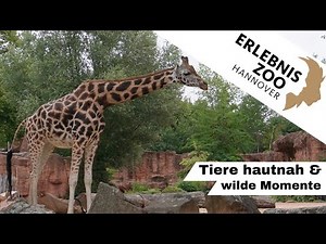 Hannover Adventure Zoo 2025 | Lots of zoo to discover!