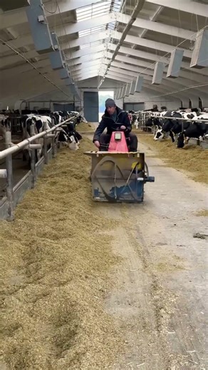 Watch Cattle Feeding the Simple Way