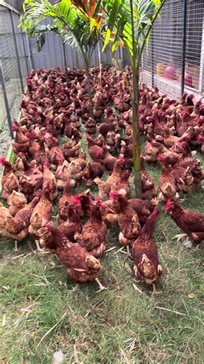 Waktunya masuk kandang. #ternakayampetelur #ternakayam #ayampetelur #cagefree