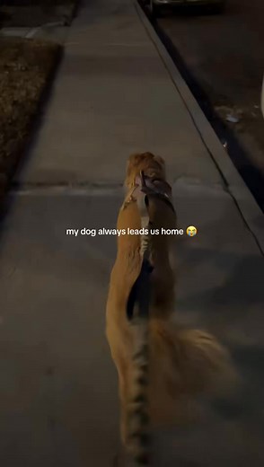 the way he knows which one is ours & i know he will always find his way back home 懶 #souldog #goldenretriever #dog #dogmom | Funny Pet Videos | Facebook