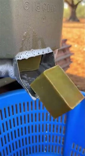 Olive Tree to Soap Machine: Amazing Harvest Tech! 🫒🧼 #Agriculture #Innovation #Invention #Process