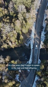 21K views · 160 reactions | Can lake whitefish, an imperiled mainstay of the Great Lakes fishery, learn to reproduce in northern Michigan rivers? Fishery managers think they can. This month, 100,000 whitefish eggs were placed in the Jordan River as part of an experimental effort by The Nature Conservancy in Michigan and state tribes, which hope that after the eggs hatch mature fish will eventually return to spawn. : Garret Ellison | MLive | MLive.com | Facebook