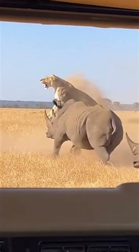 Rhino Rescues Female Guide Then Herd Delivers Power - Lion Escapes! 💥 #safari #rhino #rescue