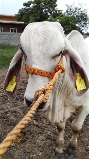 6.2K views · 68 reactions | #future Bull indu boy #san Ramon manaoag pangasinan #cp09667137242 #freedelivery | Reggie Honrado | Facebook