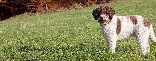 Lagotto Romagnolo: Characteristics & Care | Wag!
