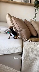 2.9M views · 45K reactions | He Hit the High Note… The Cane Corso Hit HIM  #FunnyDogs #DogComedy #CaneCorso #Chihuahua #DogReels #ViralReels #ComedyReels #PetComedy #DogVsDog #DogLife #FunnyAnimals #PetReels #ReelsFacebook #ViralVideo #DogHumor #ReelsTrending #LOLReels #PetsOfFacebook #DogLovers #AnimalReels | Snack Wars | Facebook