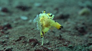 127K views · 10K reactions | Bali 2019 Dark Life Note - Eternal Cycle | Ocean Reality Channel | Facebook