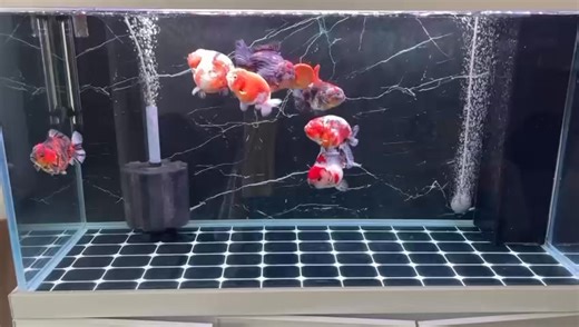 5.3K views · 36 reactions | Singapore Top 50 Most Powerful Goldfish Tanks 2025 Contestant 020 Tank Size: 120 x 50 x 70cm | Singapore Goldfish 新加坡金鱼 | Facebook
