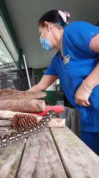 Relocate a Snake #snake #python #jungle #wildanimals #wrangler