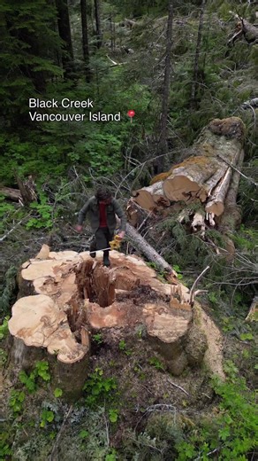 #tree#cut #construction #fix #learnontiktok | tree cutting