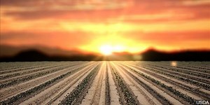 Potato Pickers Special