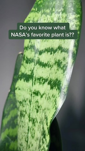 NASA's Favorite Plant: Mother-in-Law's Tongue Care Tips
