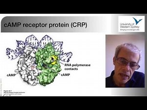 03 The Regulation of Gene Expression in Bacteria