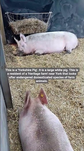 'Yorkshire Pig' living its best life on a 'Heritage farm'. #animals