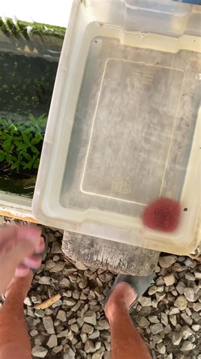 Using Tubifex Worms for Guppy Fish Care