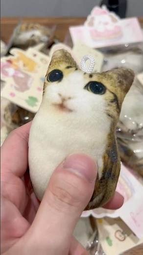How’s your knee😺#meowl #memes #catmemes