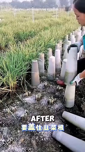 优质韭菜的栽培技术与市场价值