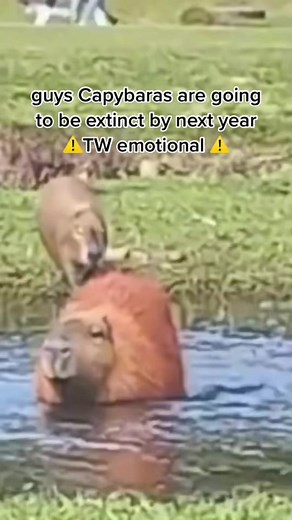 Save the Capybaras! Join the Fight Against Extinction