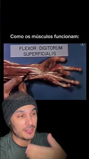 How muscles work: