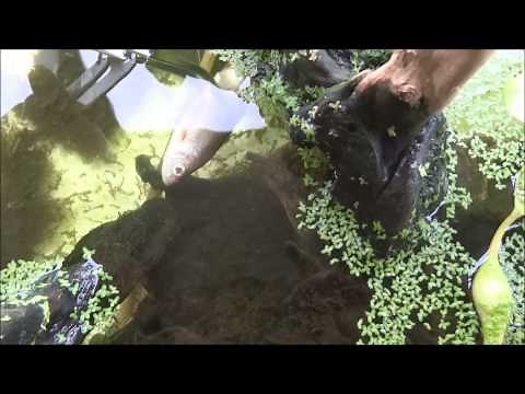 La matamata de la vallée des tortues, la plus rapide des tortues. The fastest turtle of the world