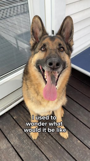 177K views · 6.8K reactions | Dogs are so worth it though 梁 #germanshepherd | Best Boy Benson | Facebook