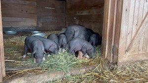 21K views · 2.3K reactions | Molly and her babies getting their first ever taste of Alfalfa Hay. I think this might be the happiest moment in their lives and, for Molly, that includes the birth of her babies. 浪浪 | Frog Song Farm Sanctuary | Facebook