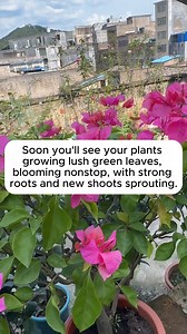 Organic watering water is useful for plants and flowers #gardeningfun #gardening_feature #urbangardening | Gardening Greener