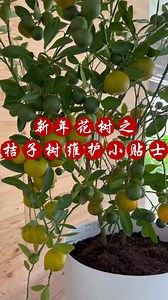 1.9K reactions · 370 shares | 大伙儿要求的 【#桔子树维护 小贴士】来啦！ 赶快收藏，以防等下找不到哟 新年后，那些买来装饰的花树要怎么处理呢？ 来！教你5招‼ 轻松养护桔子树，让你 #越种越多果 ！ . . . . #homegardening #plantingtips #fertilizer | Baba Gardening | Facebook