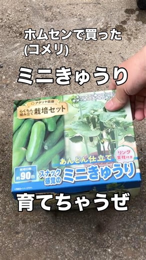 【きゅうり】コメリさんで買ったミニきゅうり育てちゃうぜぇ🤣👍 #きゅうり #栽培セット #家庭菜園