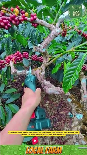 A farmer is using an electric pruner to trim coffee tree branches.