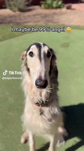 Discover the Unique Charm of Borzois