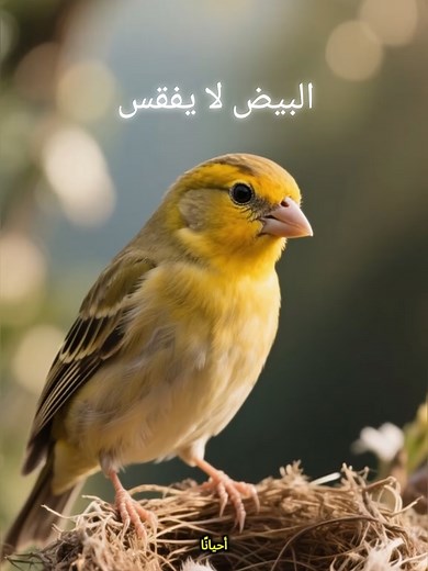 Canary Eggs and Hatching Insights