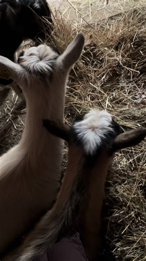 Started a new bale of hay for our five goats #dublinflowerfarm #glacierridgeretreat #zhoushen #starforcharlie #likeadream