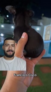 Jonathan Oliveira | Francisco Cisco SC: @pinschergoiania | Instagram