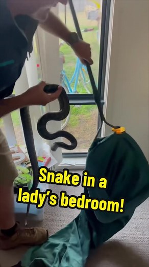 Snake Removal from Bedroom | Python Caught in Action