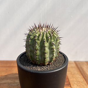 Copiapoa cinerea var. columna-alba【コピアポア・孤竜丸】 | RIMO'S GREEN 【Saboten & Succulent】