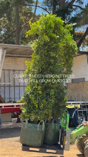 Still considering Ficus to add privacy to your garden? Save 20% on $2,000+ this BFCM. Order by Dec 1 for pre-Christmas delivery. | Evergreen Trees Direct | Facebook