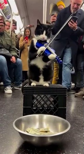 The Most Talented Subway Busker Ever? (Violin Playing Cat)