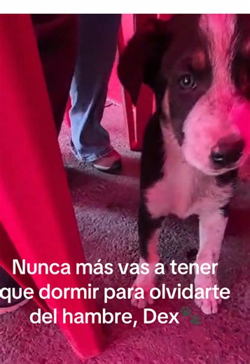 Adopta a un perro callejero: la historia de Dex y cómo cambiar una vida
