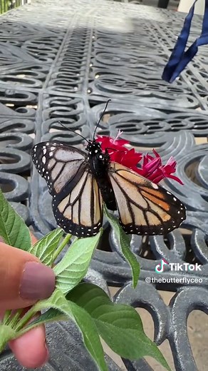 Rescue Mission: Saving Monarch Butterflies in Water